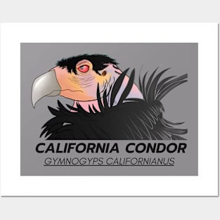 CALIFORNIA CONDOR Posters and Art